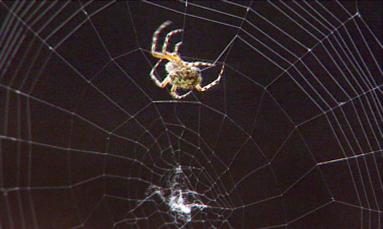 Embuscades - L'Epeire fasciée (araignée) - 9mn 04s 